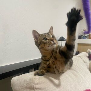 Meet your Posher, Loki